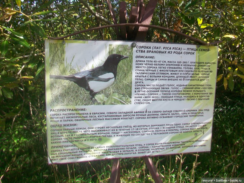 Сентябрь.Озеро Харовое — Игровые куклы разных производителей (Разное): редкие бренды