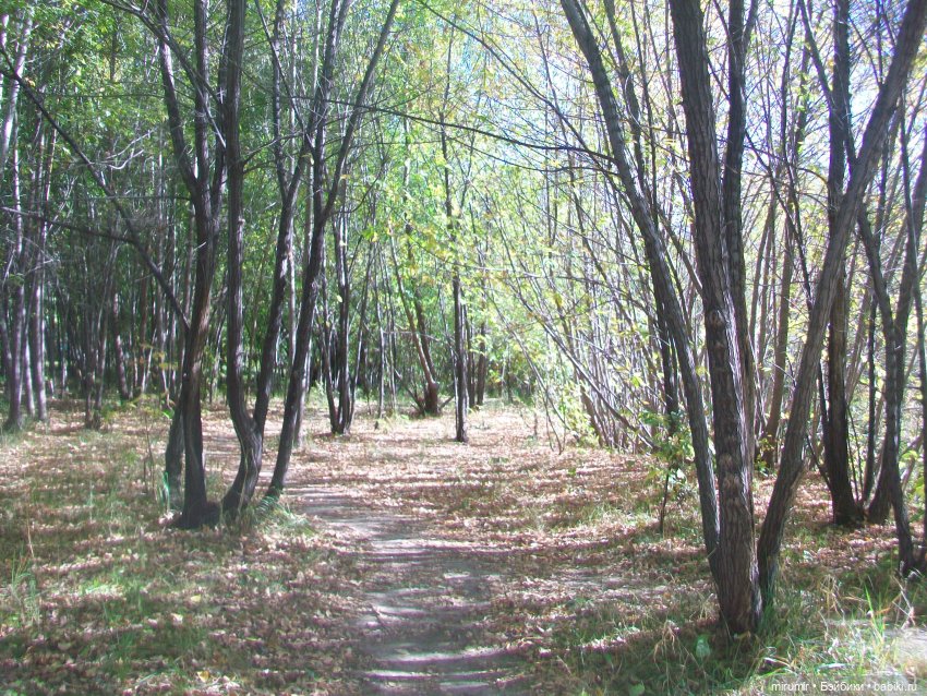 Сентябрь.Озеро Харовое — Игровые куклы разных производителей (Разное): редкие бренды