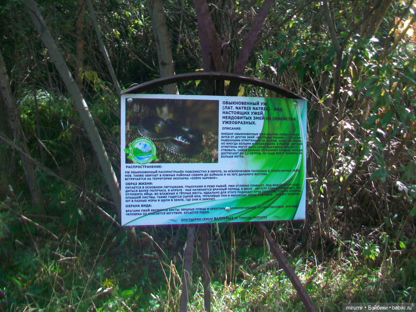 Сентябрь.Озеро Харовое — Игровые куклы разных производителей (Разное): редкие бренды