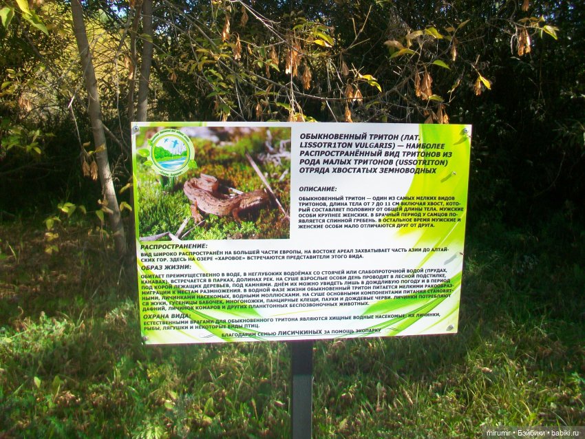 Сентябрь.Озеро Харовое — Игровые куклы разных производителей (Разное): редкие бренды