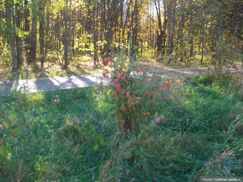 Наш парк осенью — Игровые куклы разных производителей (Разное): редкие бренды