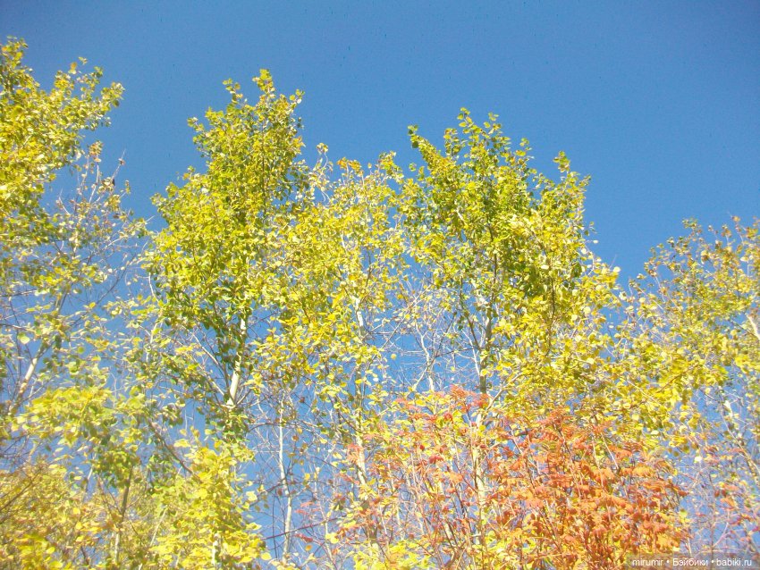 Наш парк осенью — Игровые куклы разных производителей (Разное): редкие бренды (фото 7)