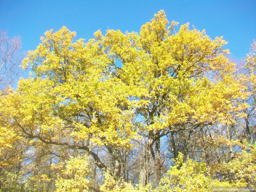 Наш парк осенью — Игровые куклы разных производителей (Разное): редкие бренды