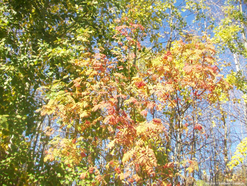 Наш парк осенью — Игровые куклы разных производителей (Разное): редкие бренды (фото 6)