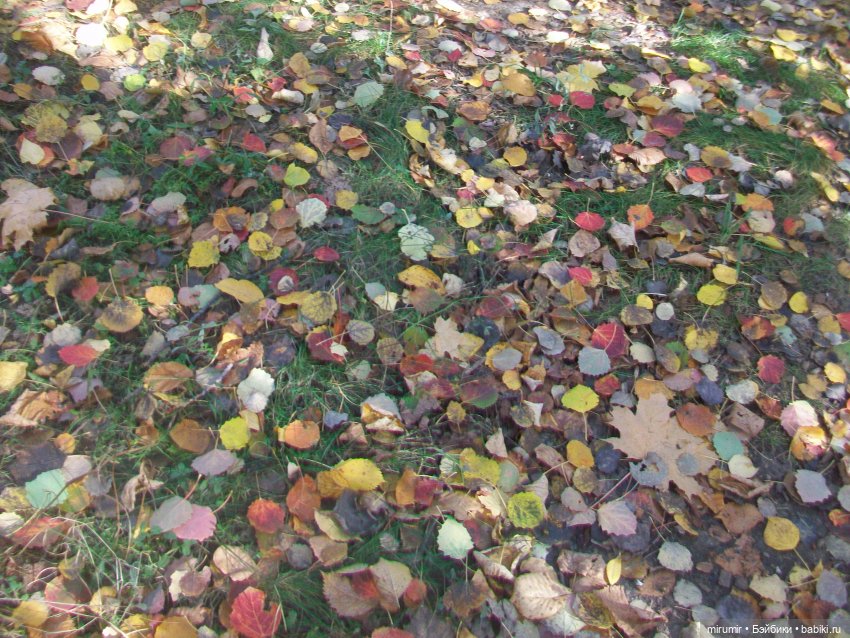 Наш парк осенью — Игровые куклы разных производителей (Разное): редкие бренды