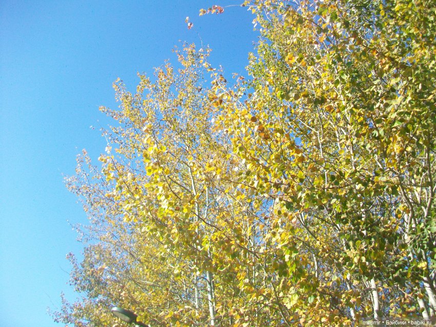 Наш парк осенью — Игровые куклы разных производителей (Разное): редкие бренды (фото 4)