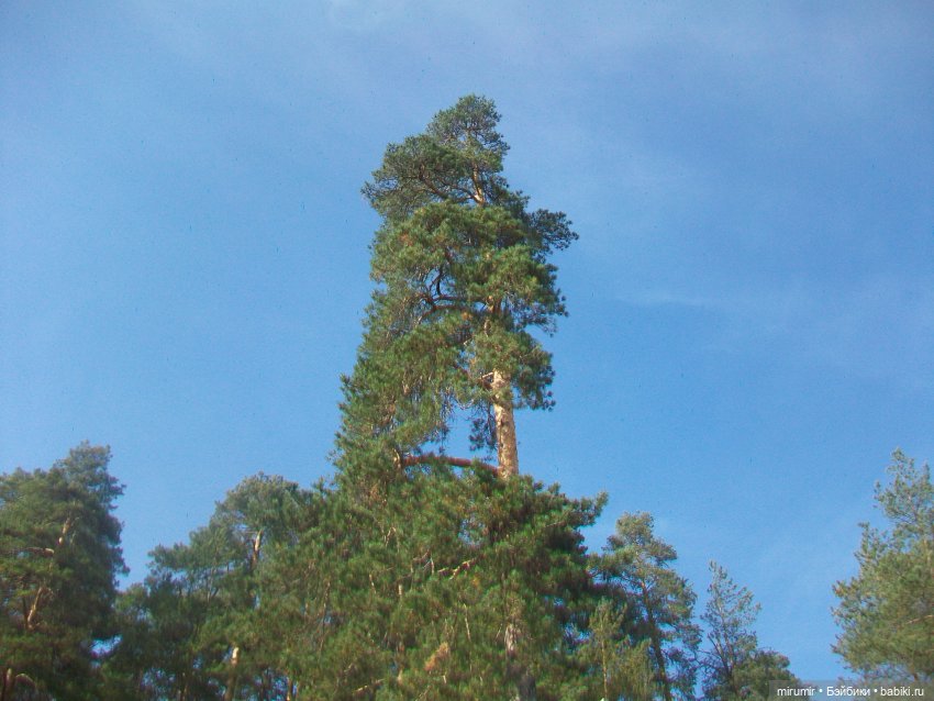 Там же, но другие — Игровые куклы разных производителей (Разное): редкие бренды