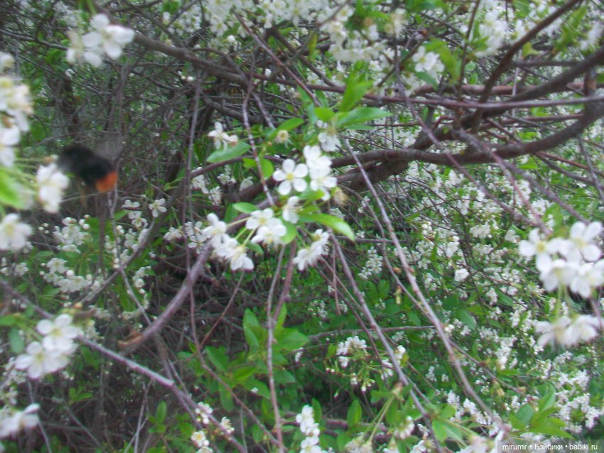 Сегодня Первомай — Игровые куклы разных производителей (Разное): редкие бренды (фото 6)