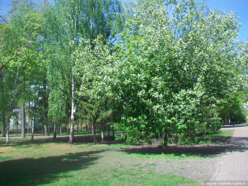 Сегодня День Пионерии — Туризм и путешествия: фотоотчеты из поездок