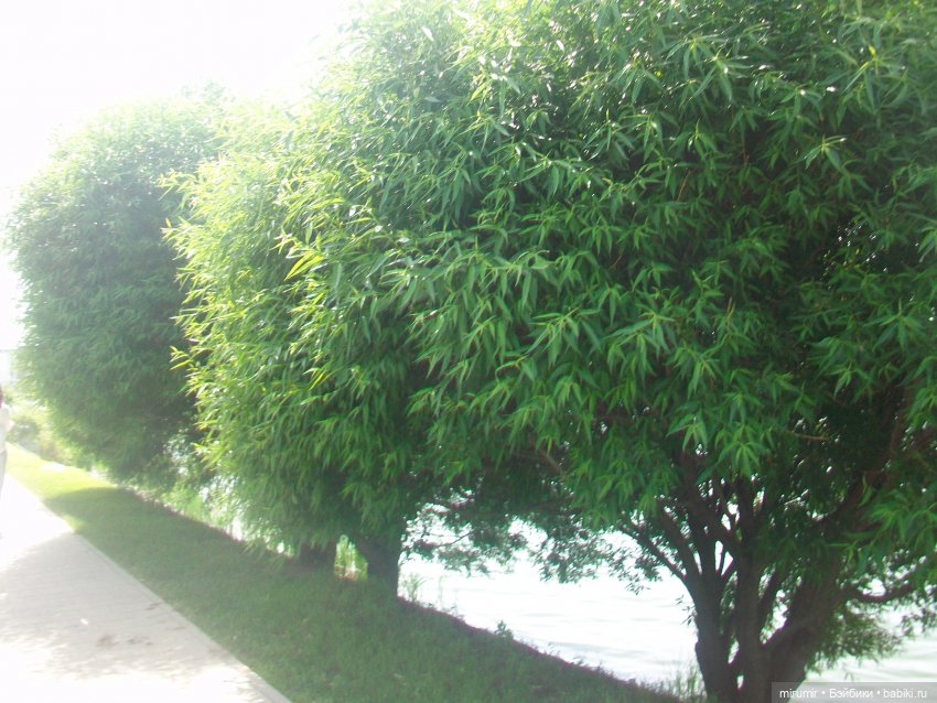 Озеро Кабан в первый день июня