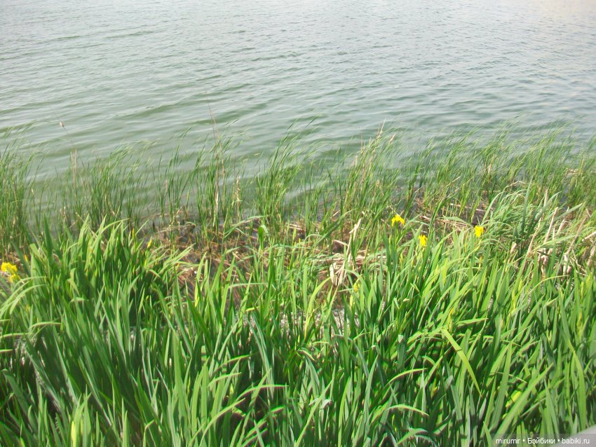 Озеро Кабан в первый день июня (фото 10)