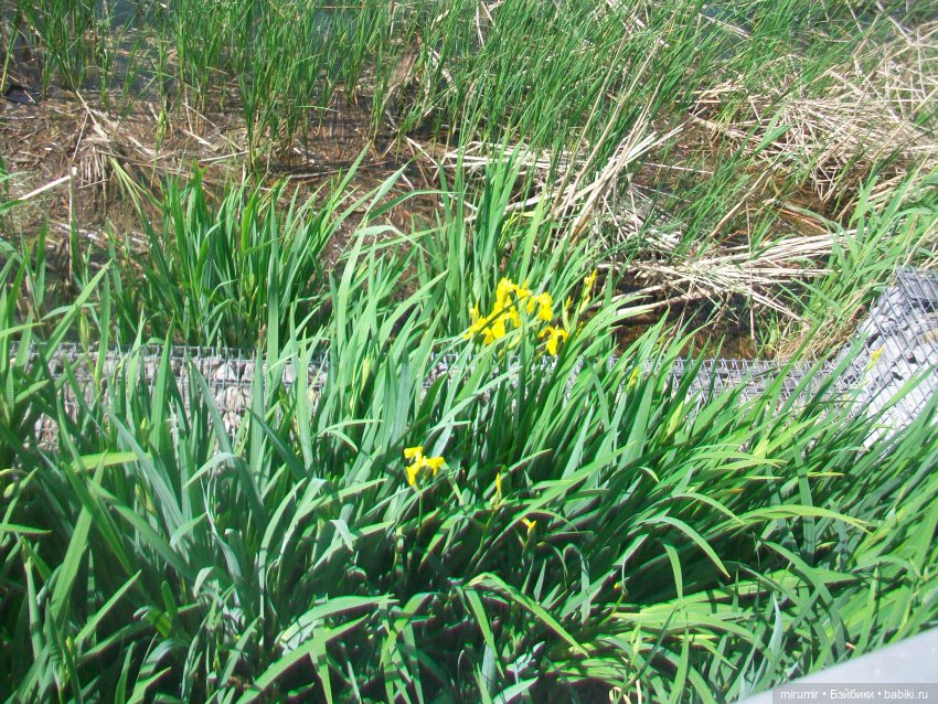 Озеро Кабан в первый день июня