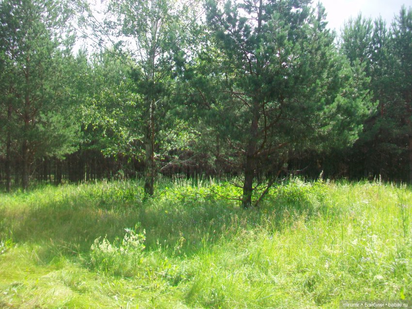 Июньская поездка на дачу — Игровые куклы разных производителей (Разное): редкие бренды (фото 2)