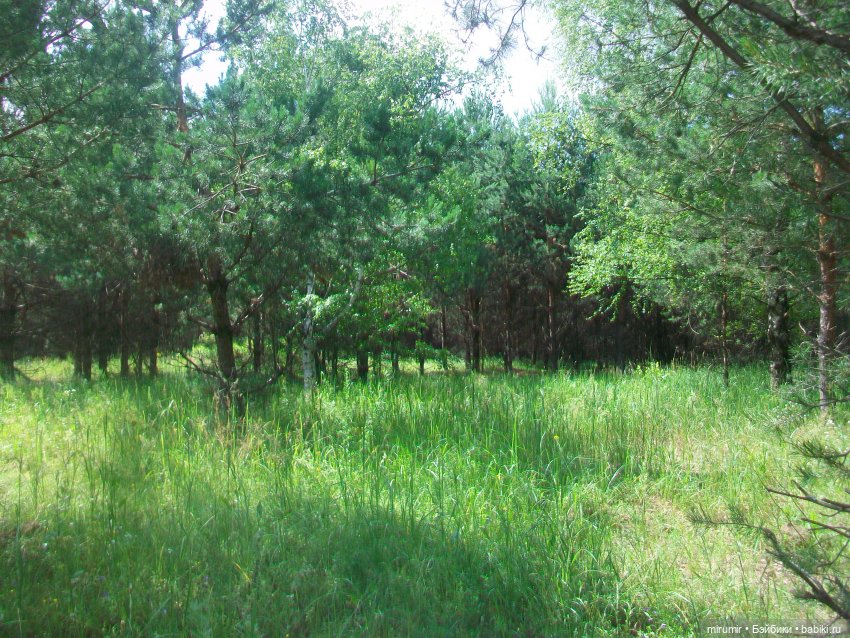 Июньская поездка на дачу — Игровые куклы разных производителей (Разное): редкие бренды (фото 3)