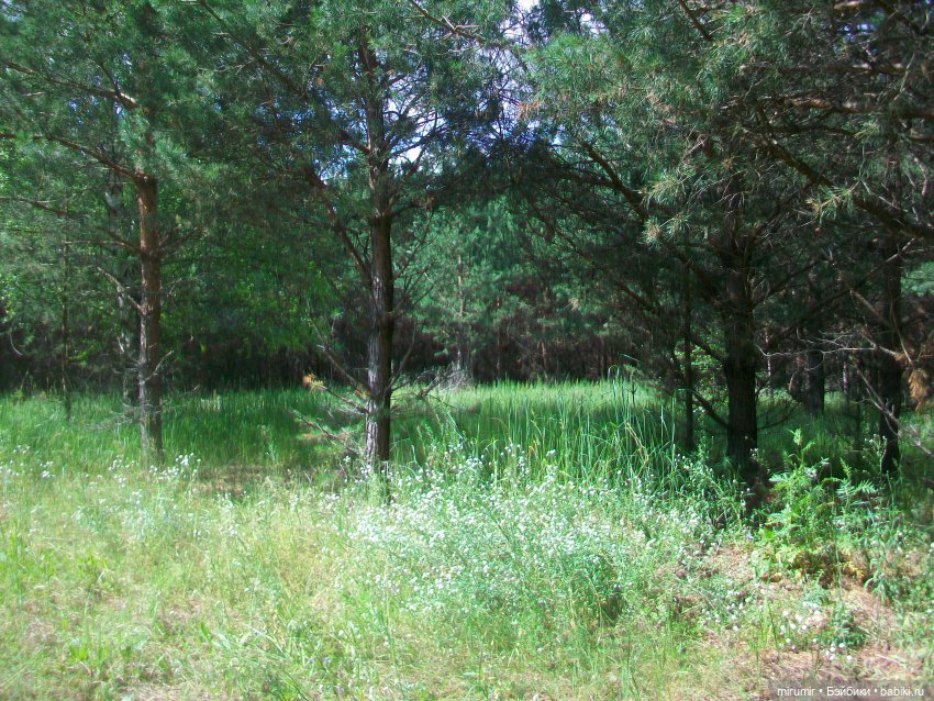 Июньская поездка на дачу — Игровые куклы разных производителей (Разное): редкие бренды (фото 4)