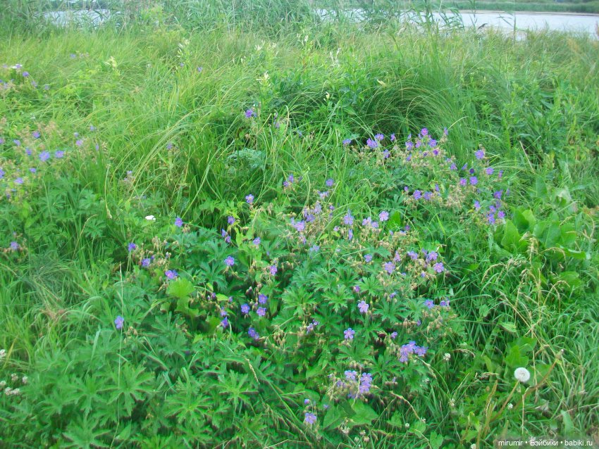 Июльская поездка на дачу — Игровые куклы разных производителей (Разное): редкие бренды (фото 10)