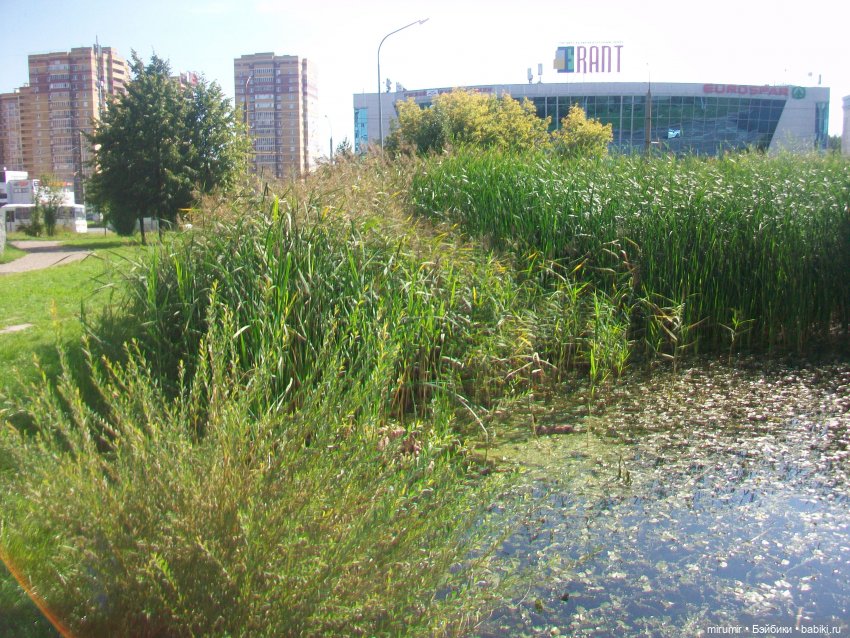 Наше озеро в августе — Игровые куклы разных производителей (Разное): редкие бренды (фото 8)