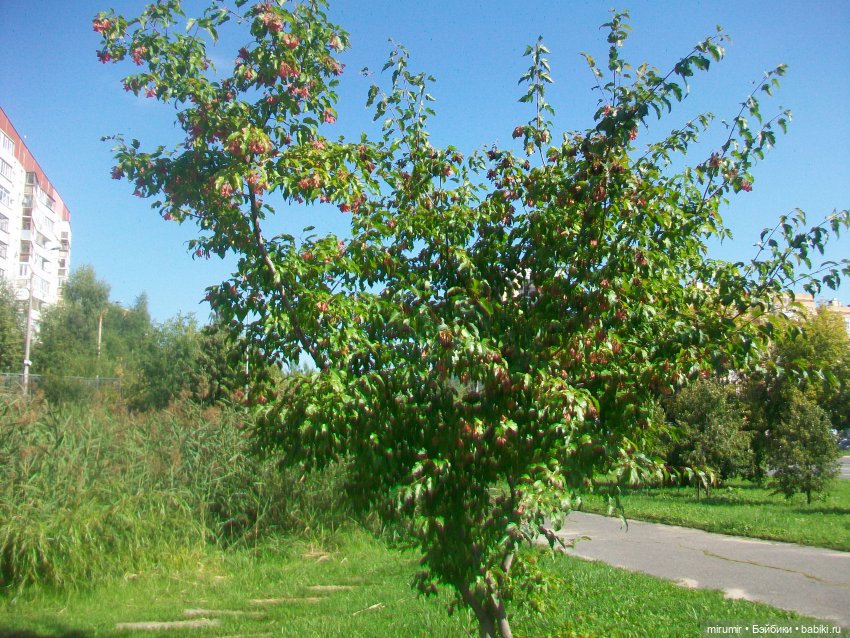 Наше озеро в августе — Игровые куклы разных производителей (Разное): редкие бренды