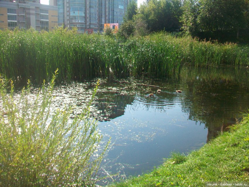 Наше озеро в августе — Игровые куклы разных производителей (Разное): редкие бренды (фото 7)