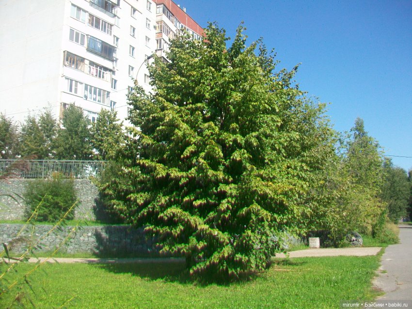 Наше озеро в августе — Игровые куклы разных производителей (Разное): редкие бренды