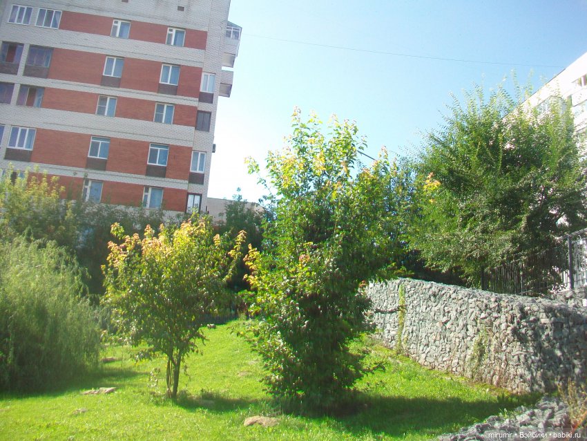 Наше озеро в августе — Игровые куклы разных производителей (Разное): редкие бренды