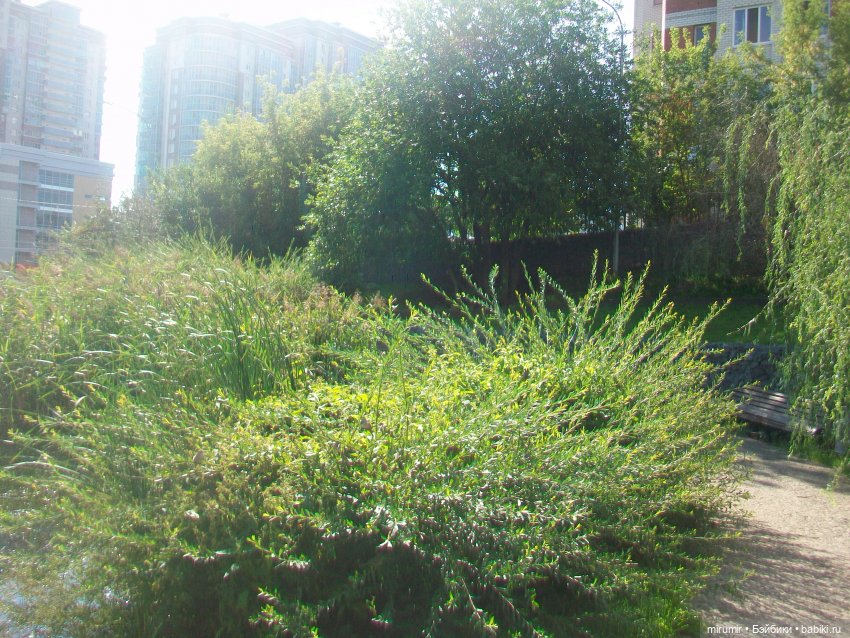 Наше озеро в августе — Игровые куклы разных производителей (Разное): редкие бренды