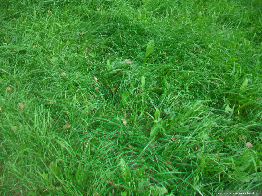 Еще одно место для прогулок