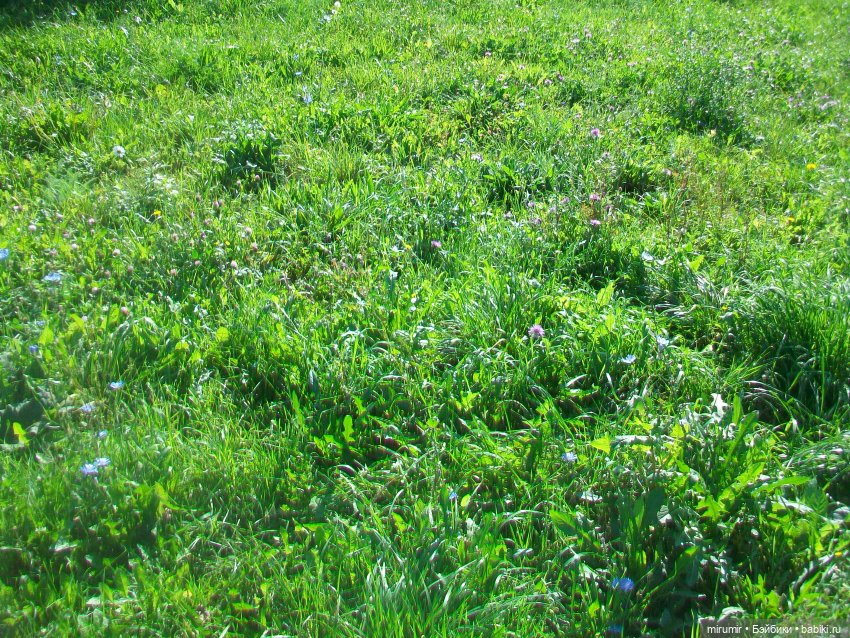 Еще одно место для прогулок (фото 8)