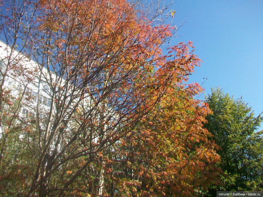 Наш бульвар в сентябре — Туризм и путешествия: фотоотчеты из поездок