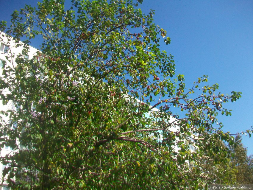 Наш бульвар в сентябре — Туризм и путешествия: фотоотчеты из поездок