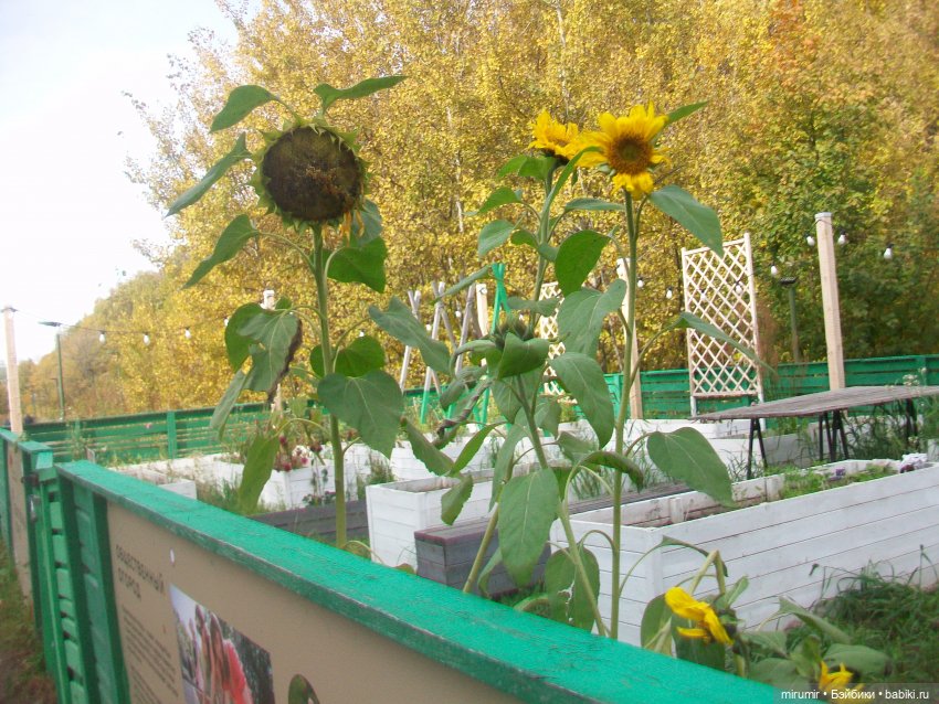 Наш парк в октябре — Игровые куклы разных производителей (Разное): редкие бренды