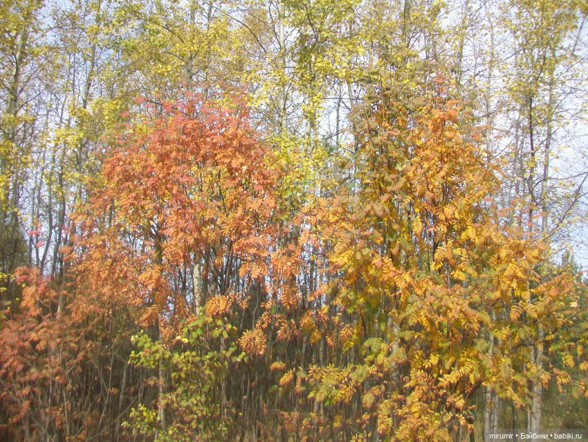 Наш парк в октябре — Игровые куклы разных производителей (Разное): редкие бренды