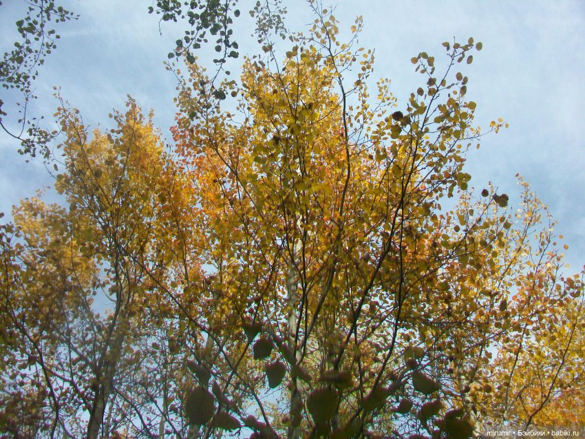 Наш парк в октябре — Игровые куклы разных производителей (Разное): редкие бренды