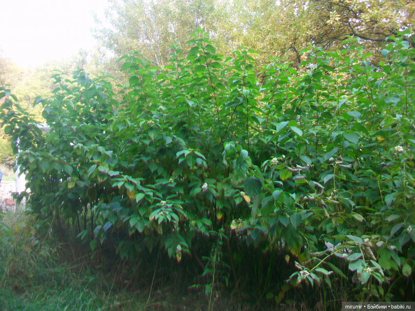 Наш парк в октябре — Игровые куклы разных производителей (Разное): редкие бренды