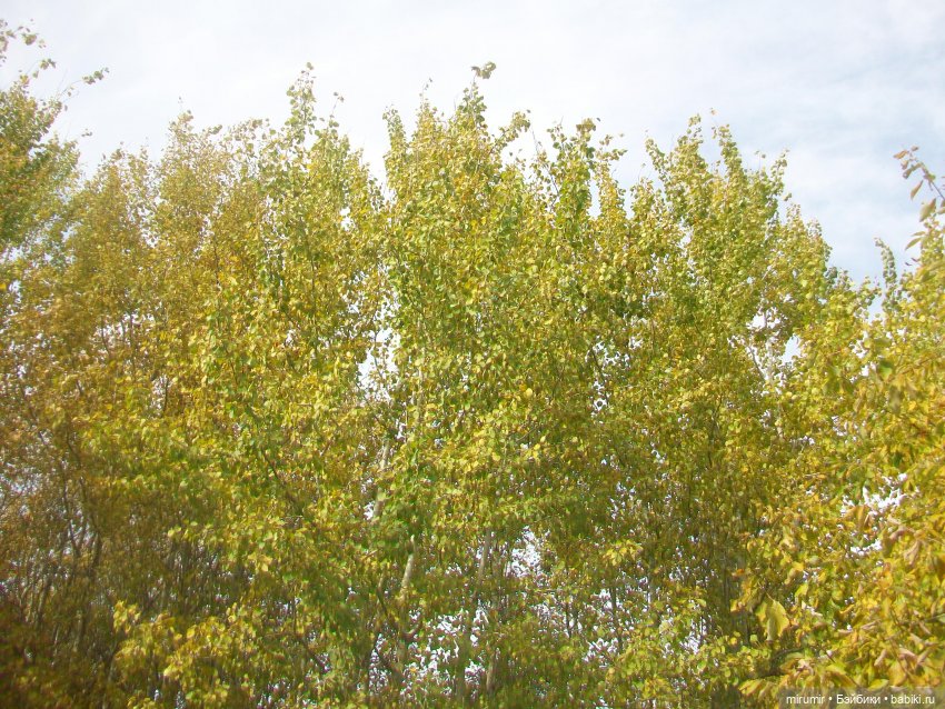 Наш парк в октябре — Игровые куклы разных производителей (Разное): редкие бренды (фото 8)