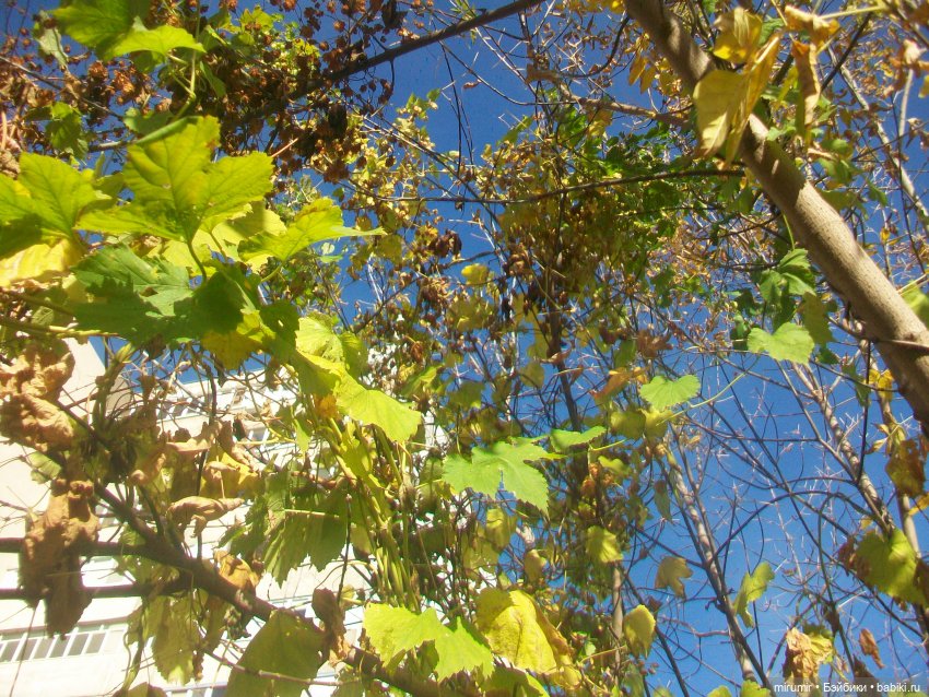 Гуляем в обновках по нашей улице и рядом с ней (фото 3)