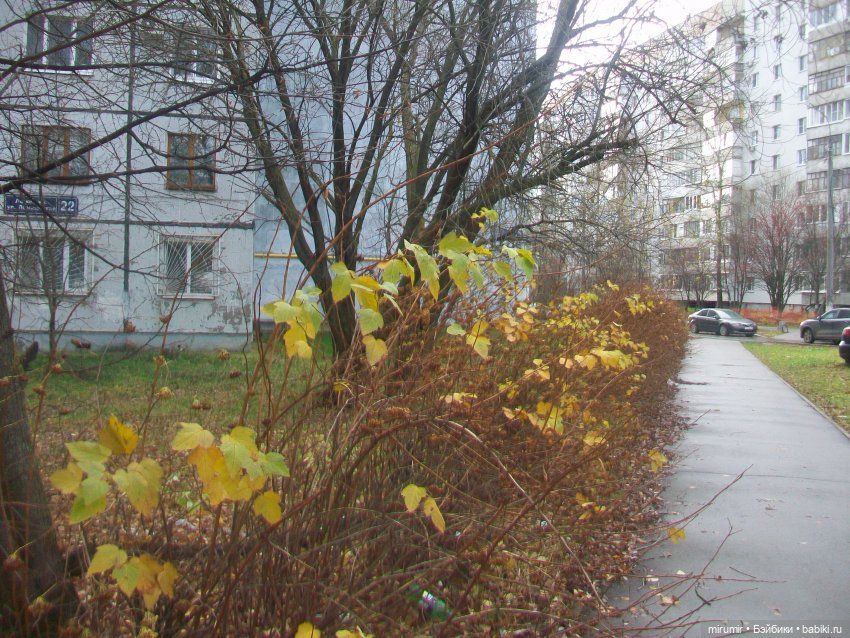 Прогулки продолжаются — Игровые куклы разных производителей (Разное): редкие бренды (фото 2)