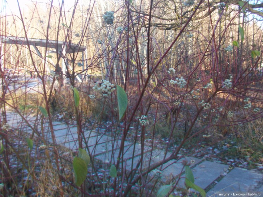 Наш парк в ноябре — Игровые куклы разных производителей (Разное): редкие бренды