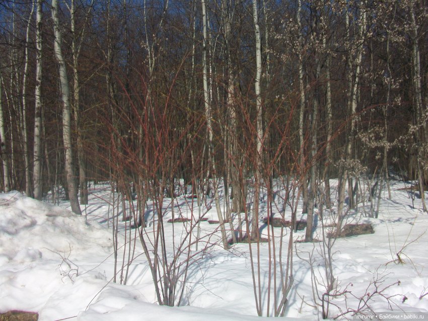 Наш парк в марте — Игровые куклы разных производителей (Разное): редкие бренды