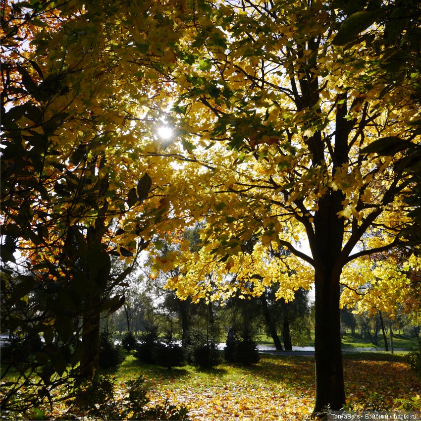 А из моего окна осень яркая видна (фото 10)