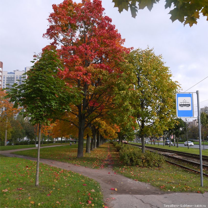 А из моего окна осень яркая видна (фото 5)