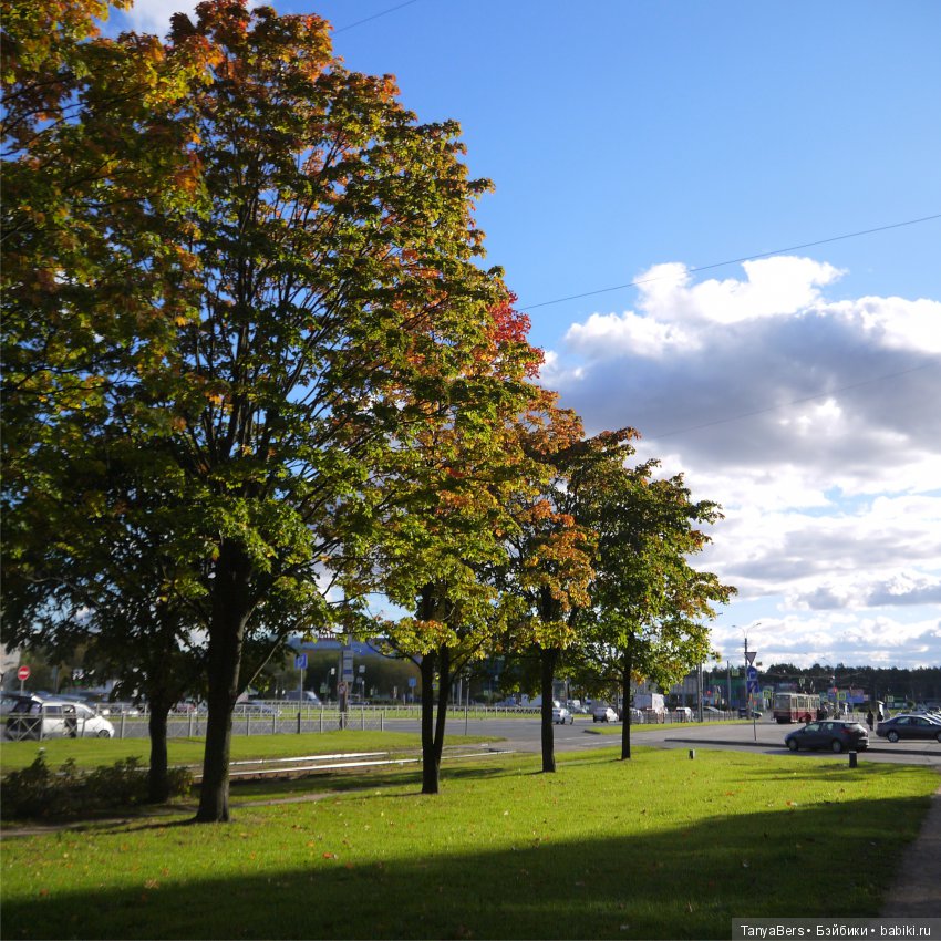 А из моего окна осень яркая видна (фото 3)