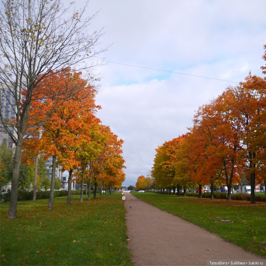 А из моего окна осень яркая видна