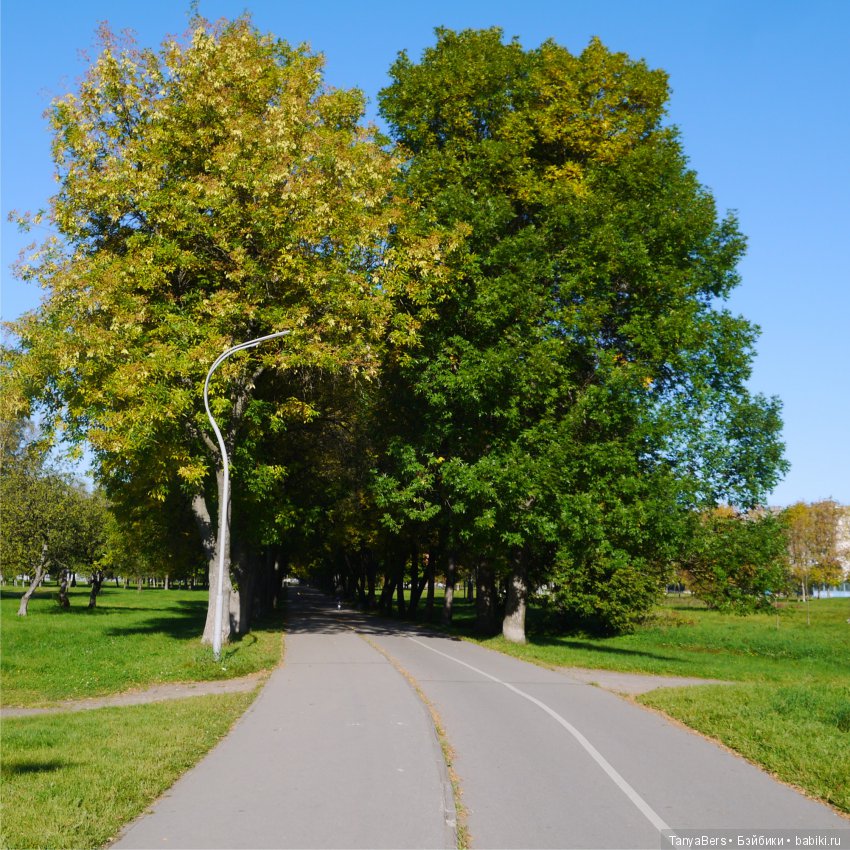 А из моего окна осень яркая видна (фото 8)