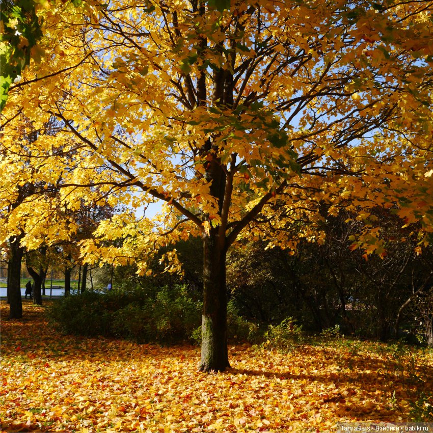 А из моего окна осень яркая видна