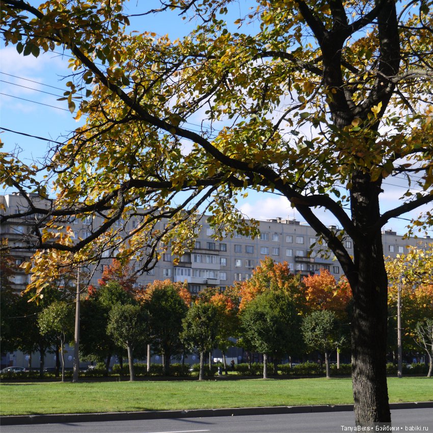 А из моего окна осень яркая видна (фото 2)
