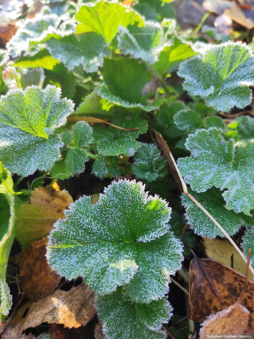 Туманное начало ноября — Игровые куклы Zwergnase (Цвергназе) Junior: Джуниор