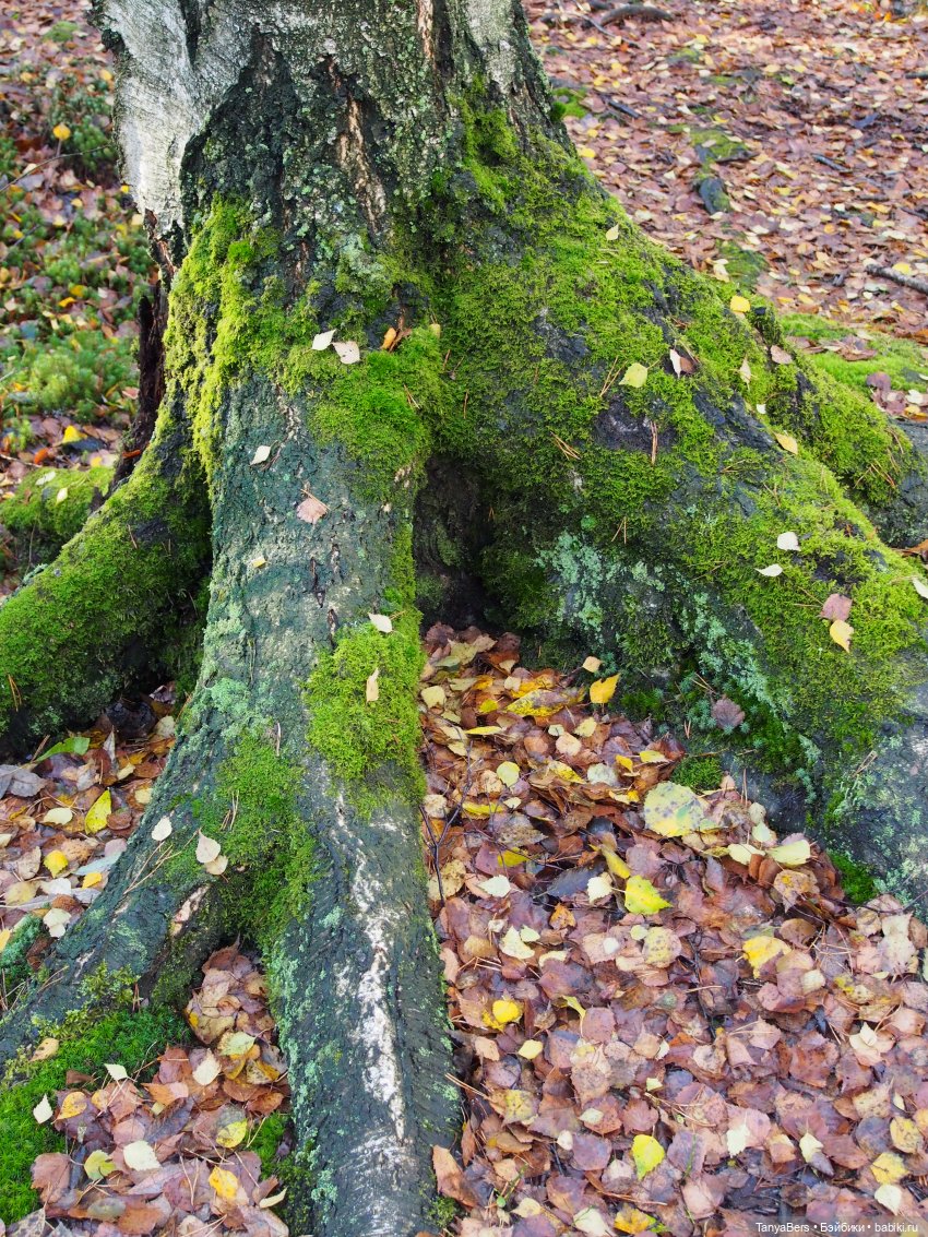 Туманное начало ноября — Игровые куклы Zwergnase (Цвергназе) Junior: Джуниор