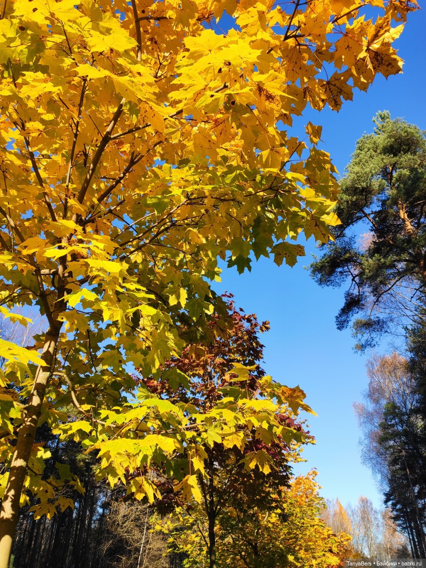 Туманное начало ноября — Игровые куклы Zwergnase (Цвергназе) Junior: Джуниор