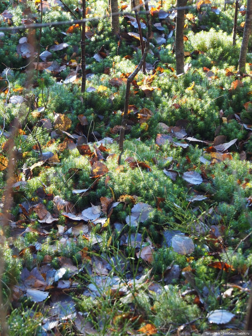 Туманное начало ноября — Игровые куклы Zwergnase (Цвергназе) Junior: Джуниор